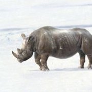 kinderchocofresh rhinocéros 1