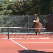 Hippopotame/tennis